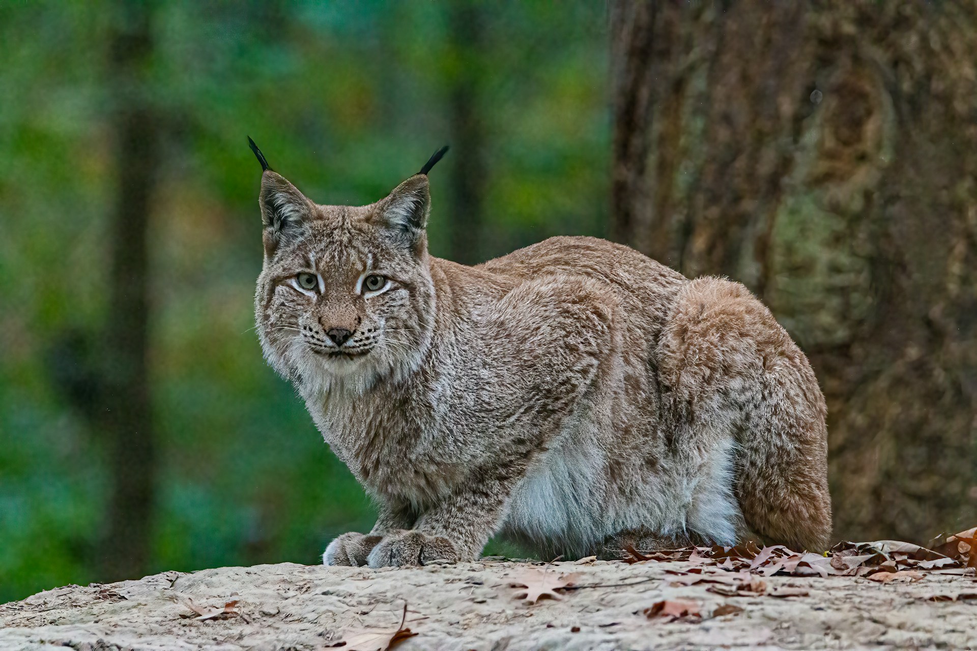 El lince ibérico ya no está en peligro de extinción