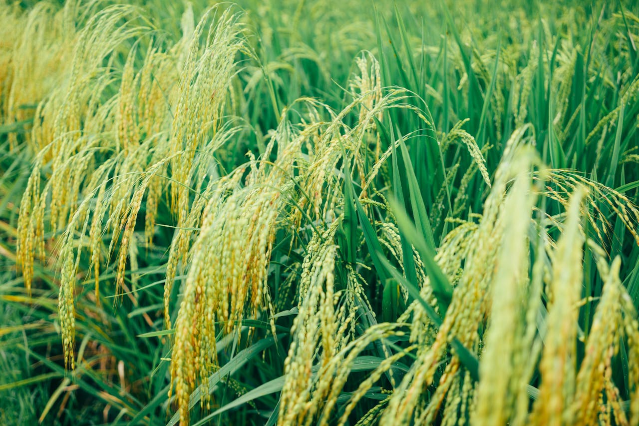 Hacia un arroz latinoamericano más sostenible