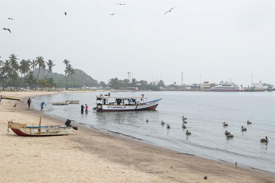 «Unomia stolonífera», el coral que invade las costas de Venezuela y amenaza el Caribe