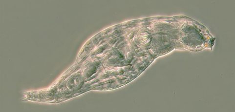 Observan cómo unos diminutos animales ‘roban’ genes para protegerse de las infecciones