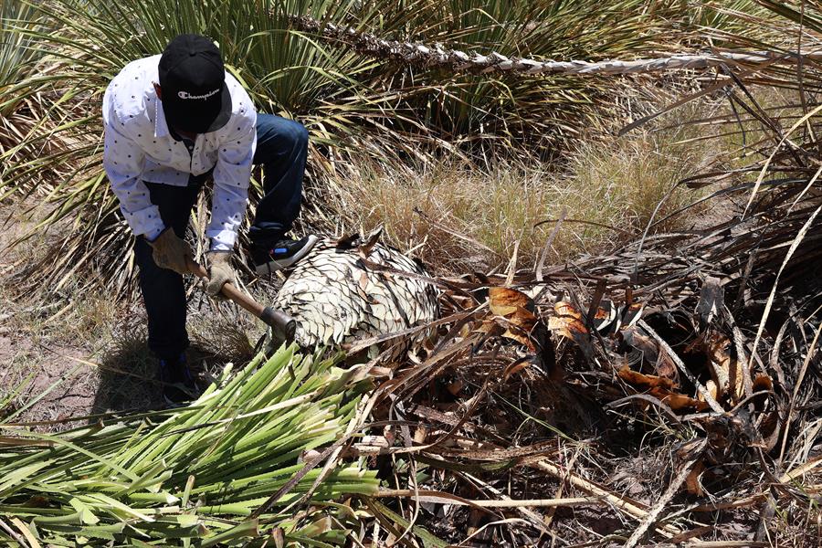 El sotol, la nueva sensación entre las bebidas espirituosas mexicanas