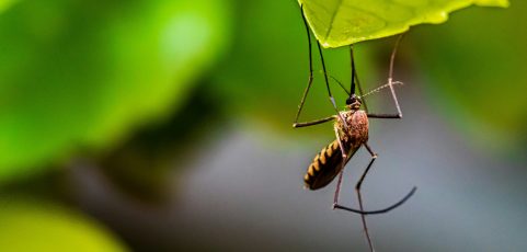 Criaderos de mosquitos Wolbachia ayudan a combatir el dengue en Indonesia