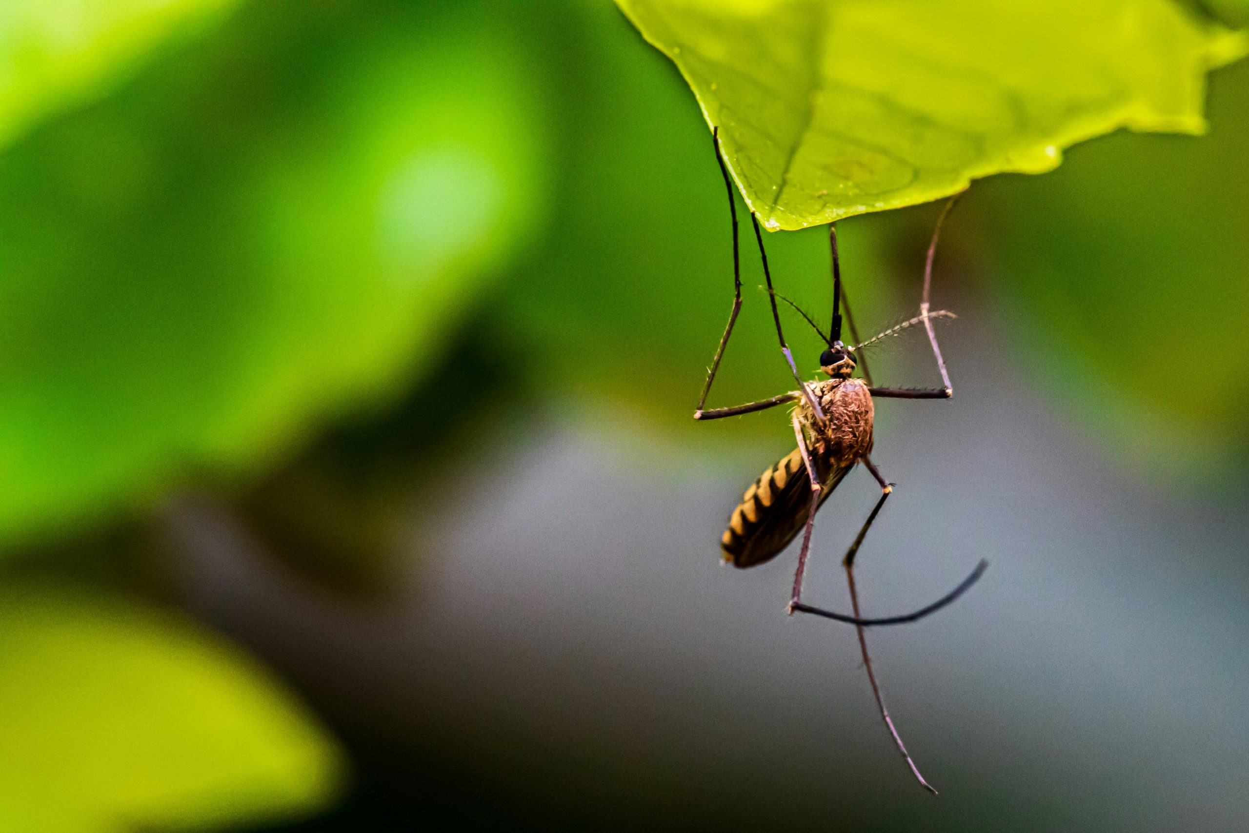 Criaderos de mosquitos Wolbachia ayudan a combatir el dengue en Indonesia