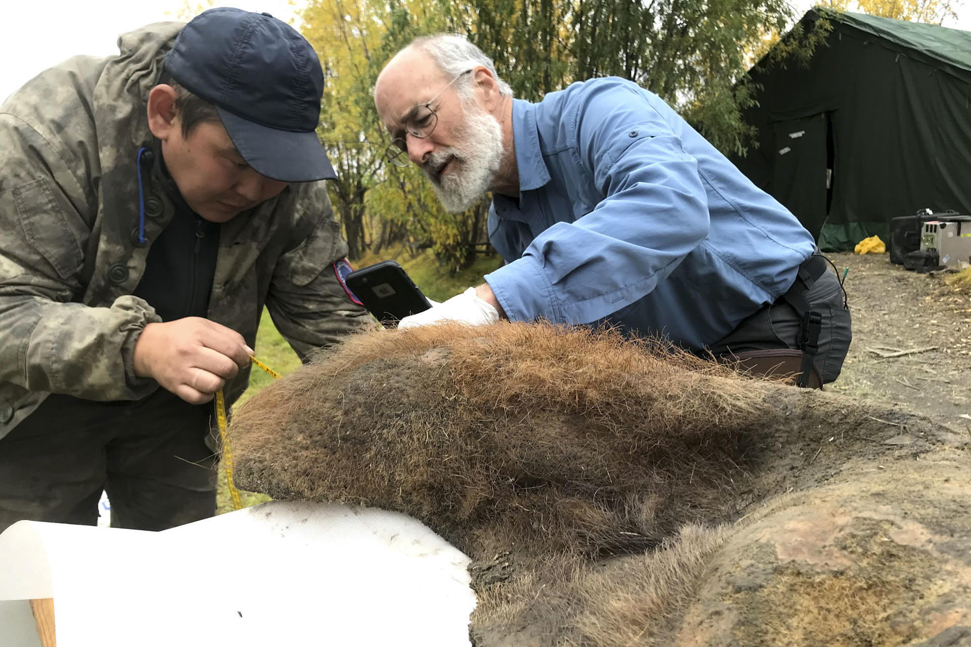 Científicos hallan fósiles de cromosomas antiguos en un mamut que murió hace 52.000 años