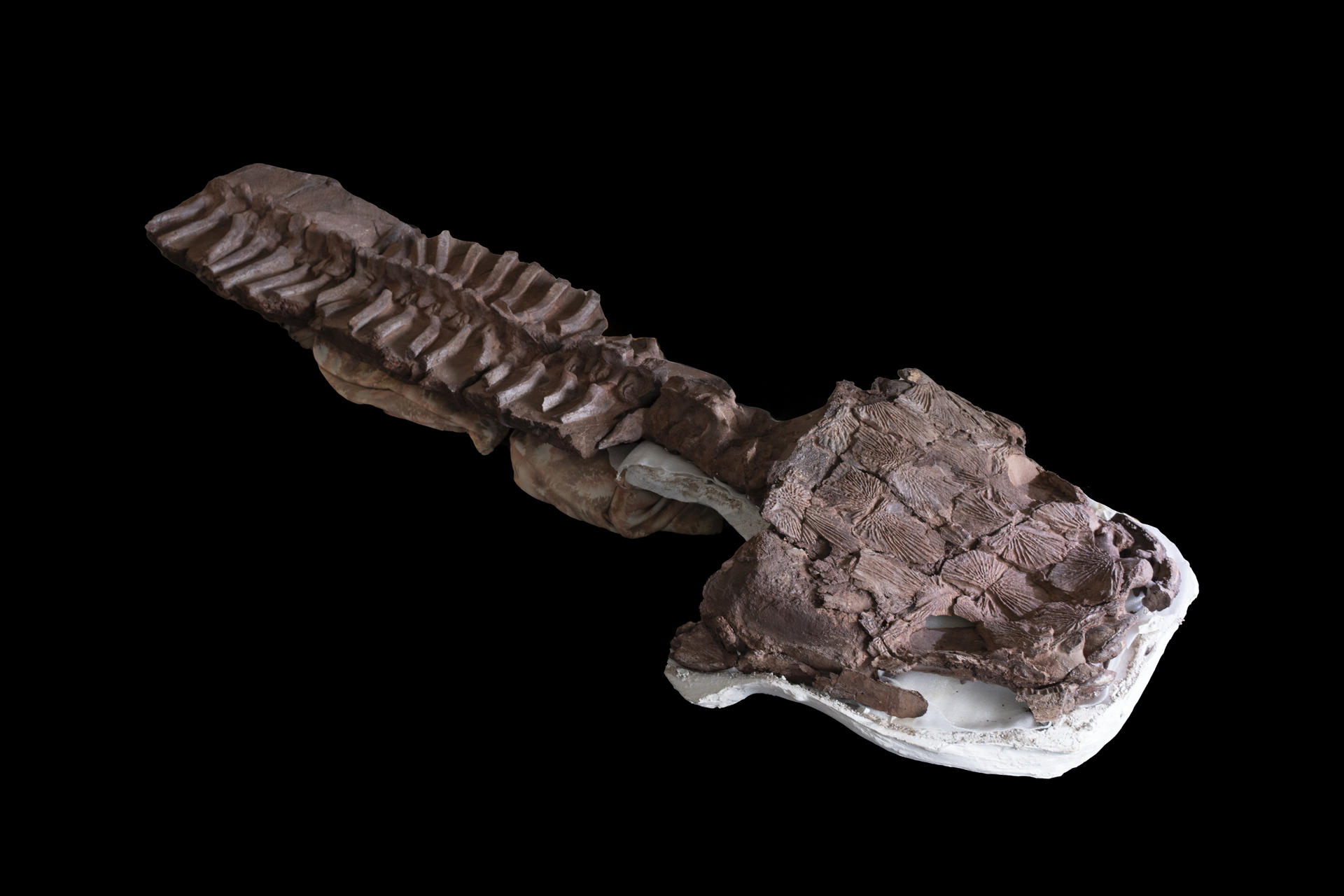 Describen una salamandra gigantesca de la era glacial anterior a los dinosaurios