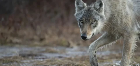 La recuperación del lobo gris genera preocupación y alegría en Europa