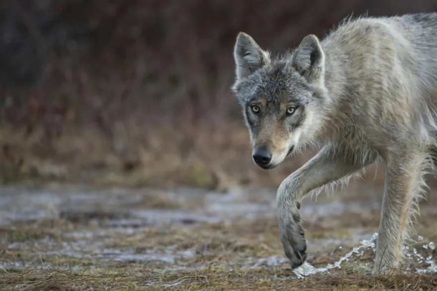 La recuperación del lobo gris genera preocupación y alegría en Europa