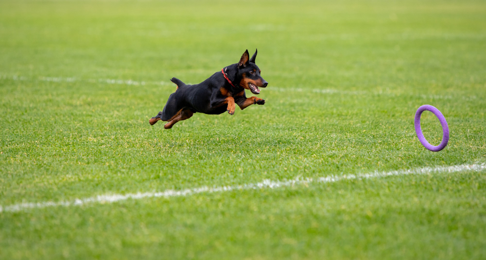 Una investigación afirma que los perros comprenden a los humanos