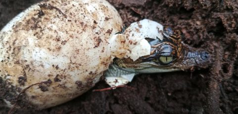 Nacen 60 crías del casi extinto cocodrilo siamés en una zona selvática de Camboya