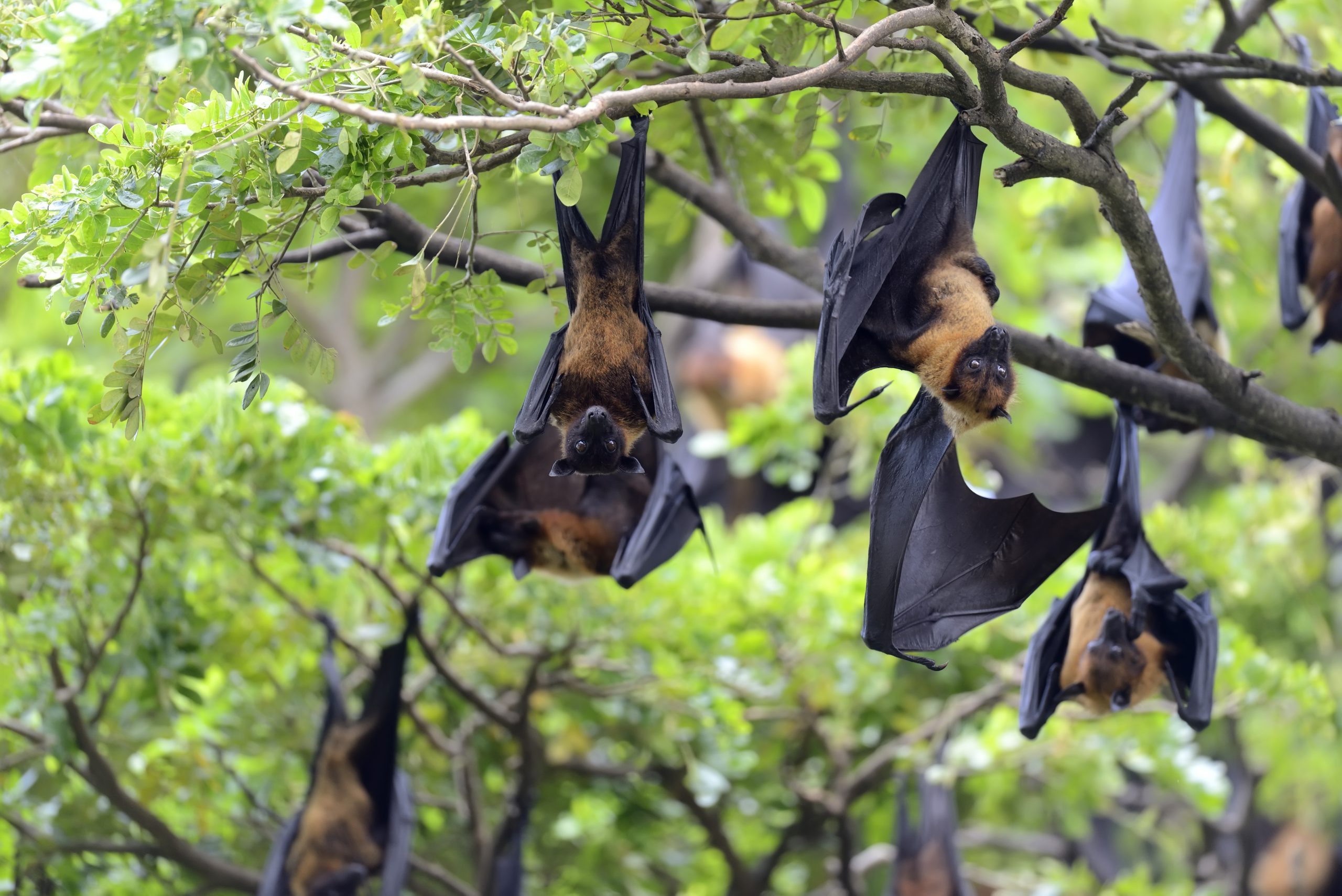 De las más de mil especies de murciélagos, solo el 0.3% se alimenta de sangre