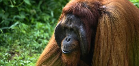 Un orangután de Sumatra usa una planta medicinal para curar su herida