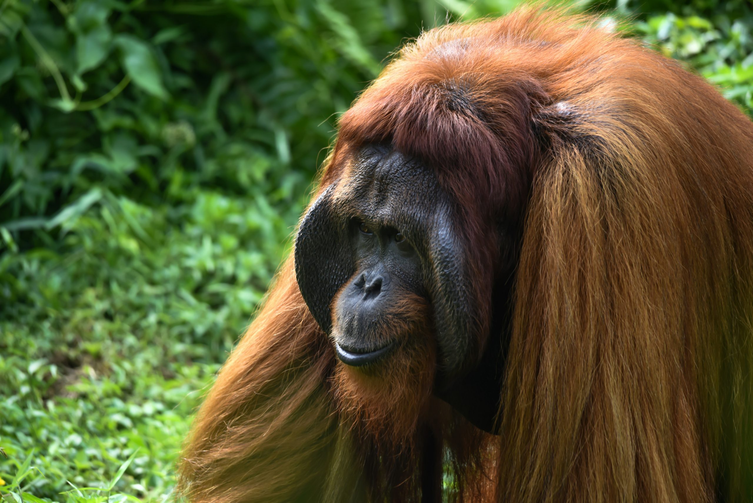 Un orangután de Sumatra usa una planta medicinal para curar su herida