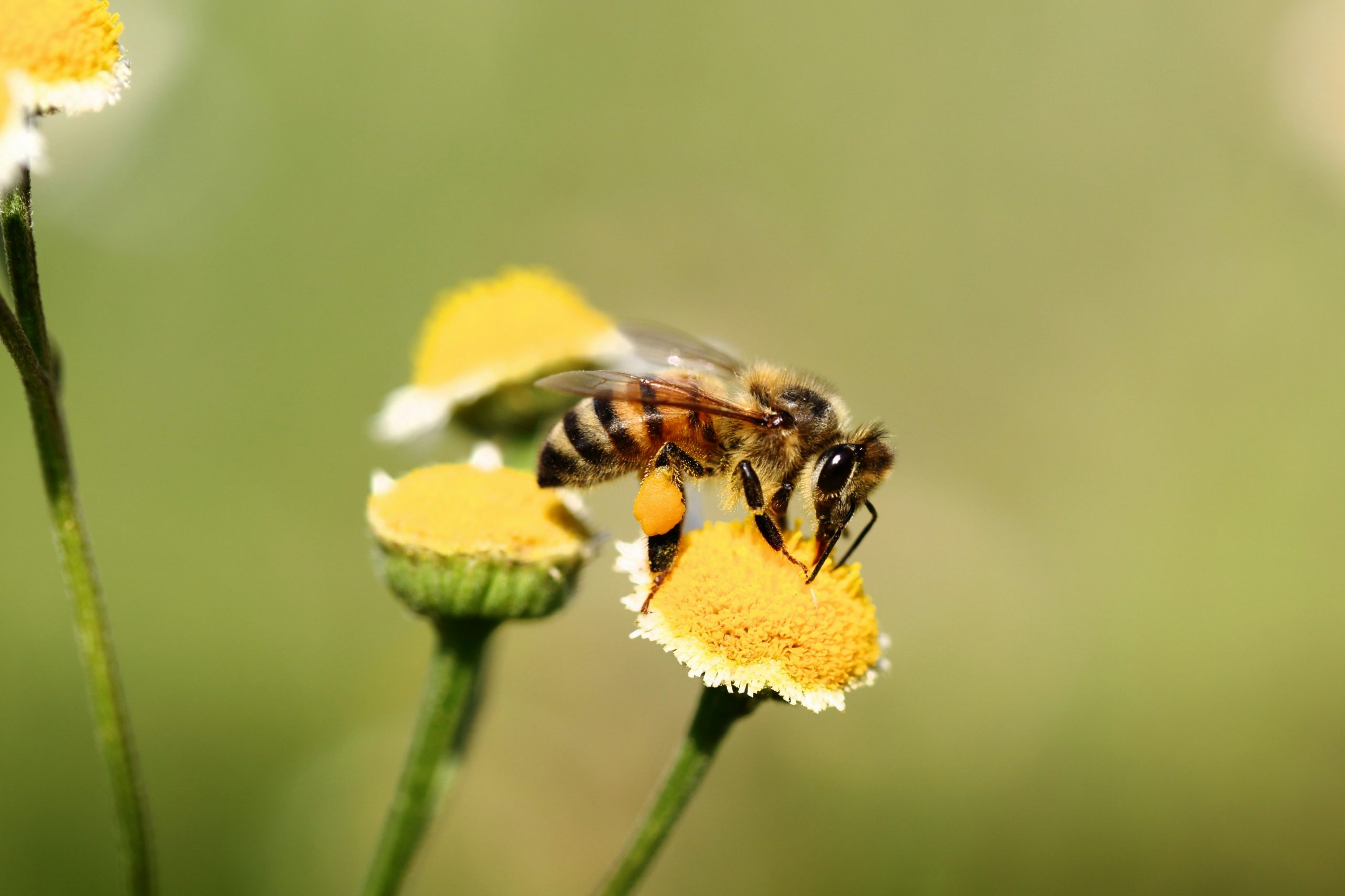 La varroa, un ácaro parásito que amenaza a las abejas