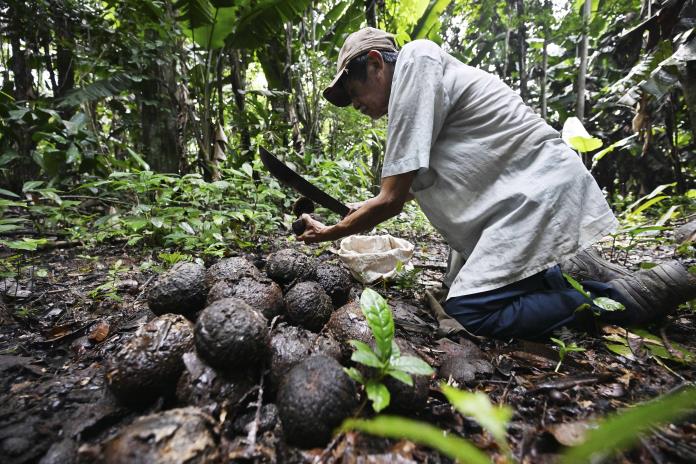 Deforestación en la Amazonía boliviana amenaza la producción de castañas