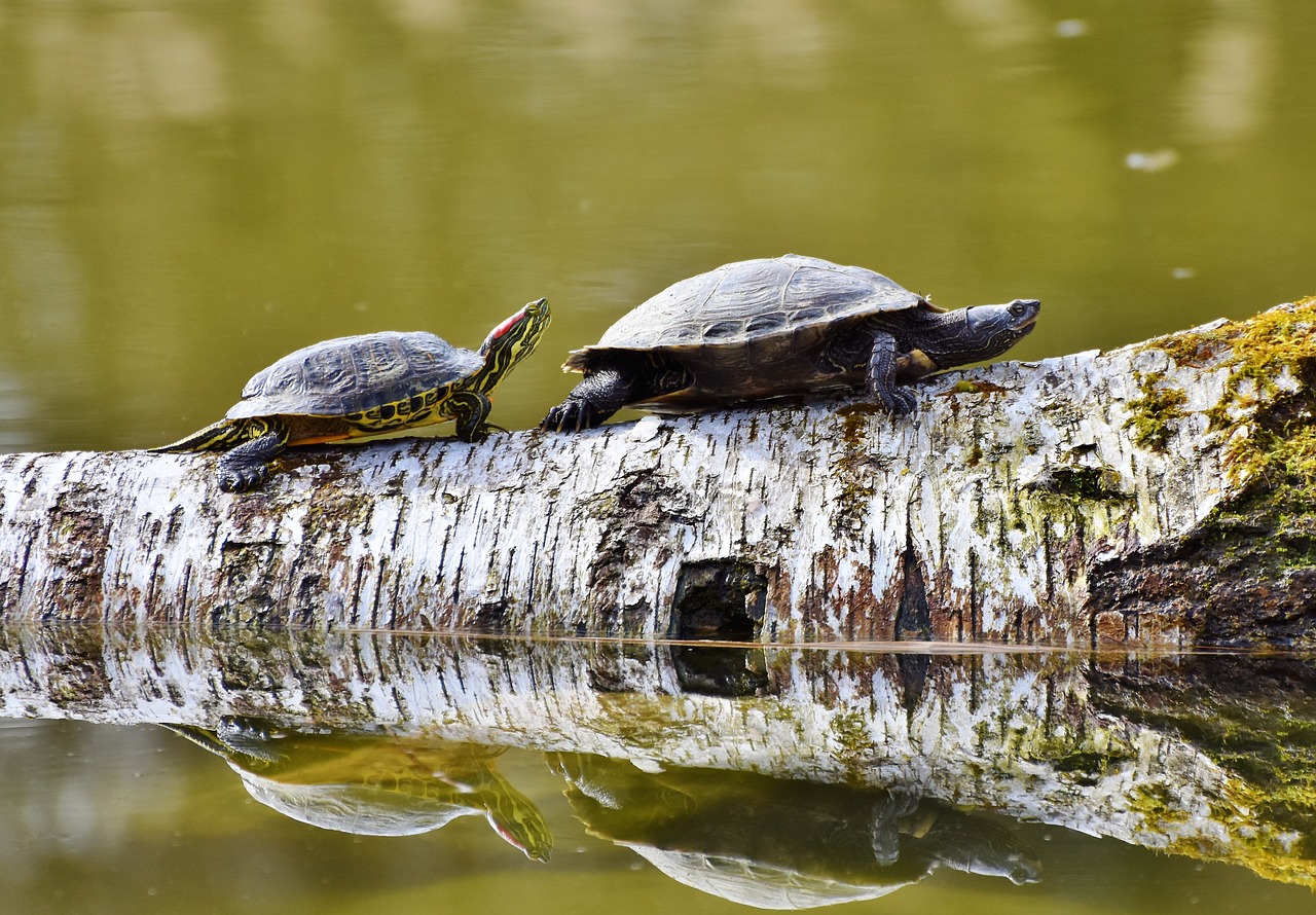 Activistas protegen y liberan crías de tortugas en la Amazonía brasileña