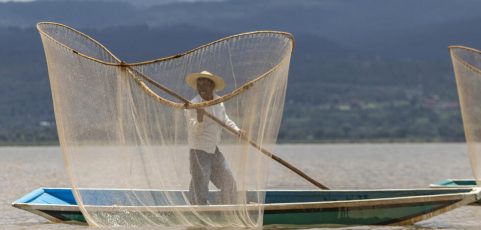 En México, rescatan al lago de Pátzcuaro con peces blancos y limpieza de manantiales