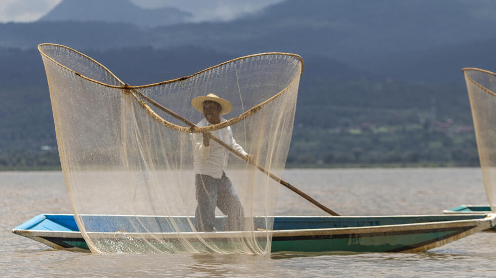 En México, rescatan al lago de Pátzcuaro con peces blancos y limpieza de manantiales