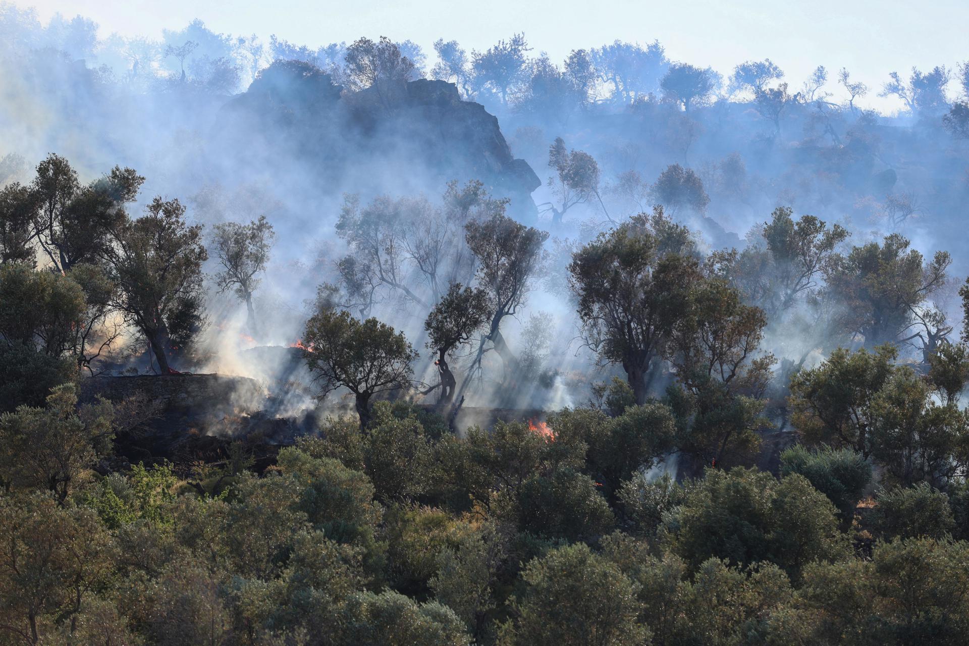 Ojos en el bosque contra crisis climática