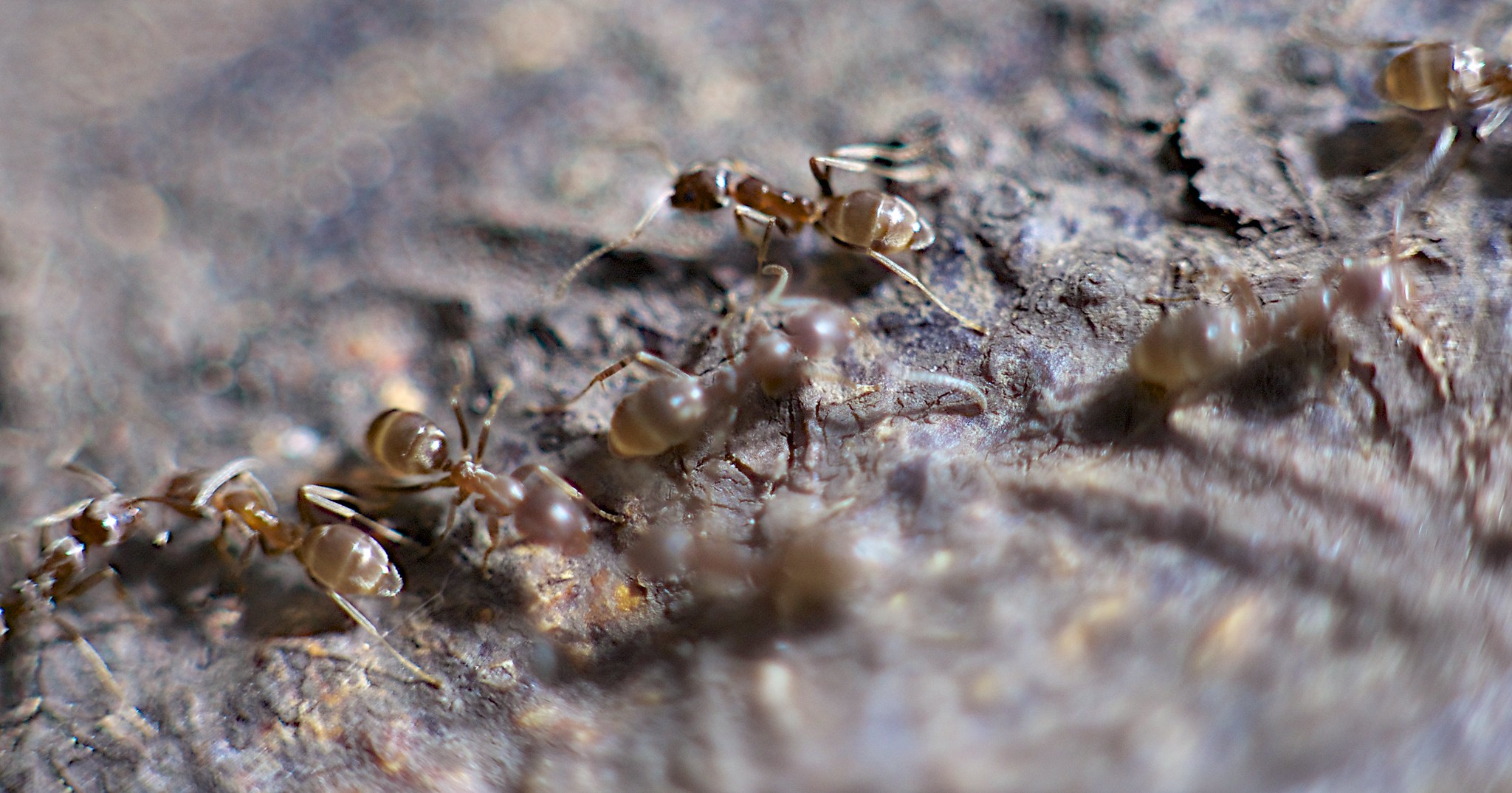 Las hormigas carpinteras cuentan con “cirujanas” que amputan las extremidades heridas