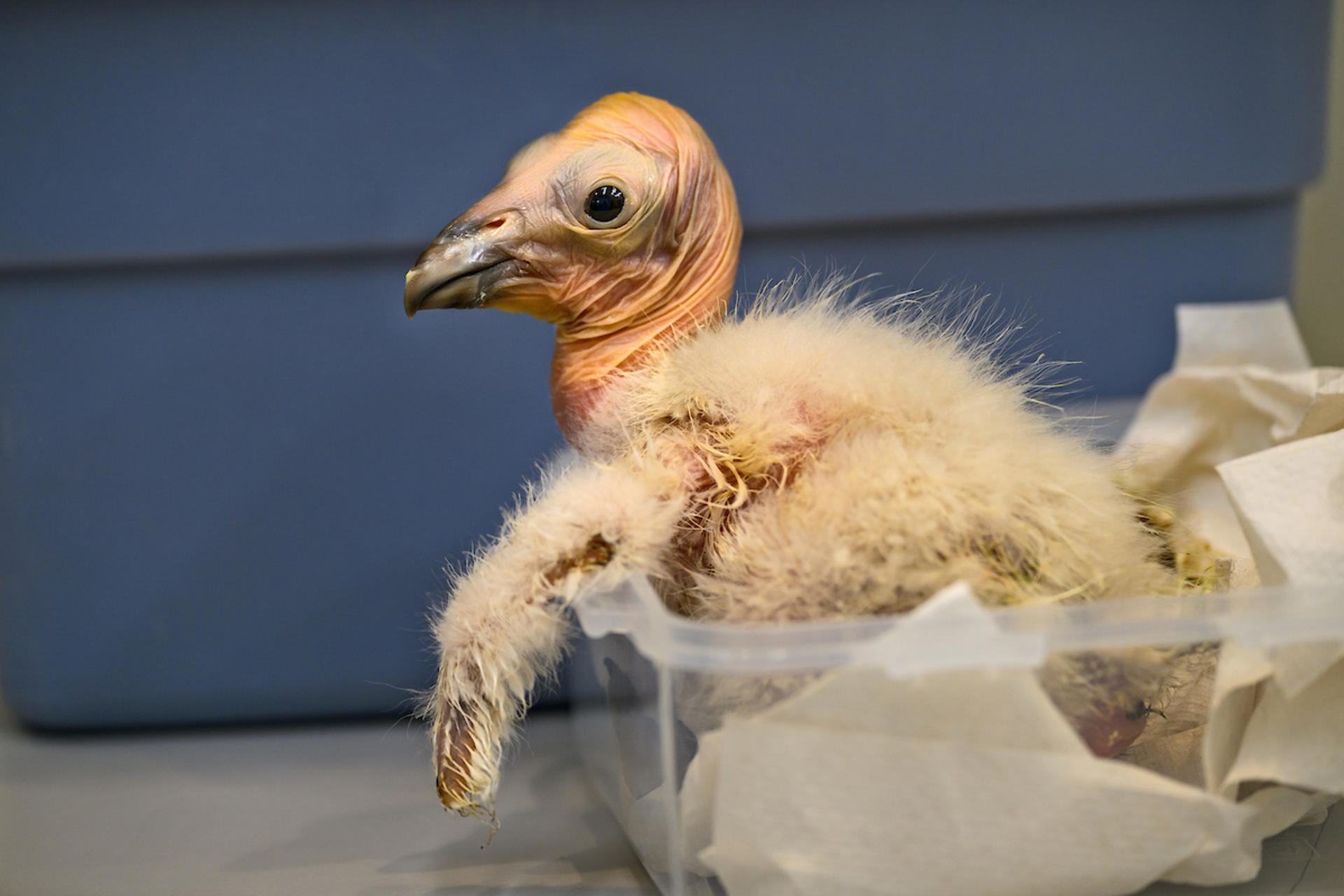 Zoológico de Los Ángeles celebra récord de polluelos nacidos de cóndores de California