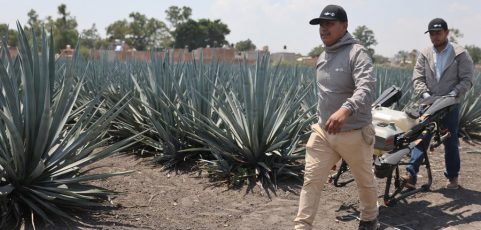 «Agrotecnología china revitalizó campos de mi familia», asegura piloto mexicana de drones agrícolas