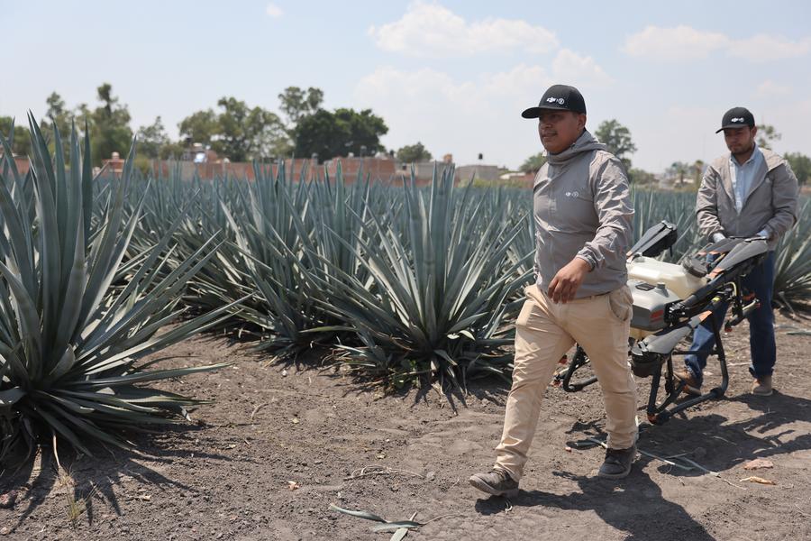 «Agrotecnología china revitalizó campos de mi familia», asegura piloto mexicana de drones agrícolas