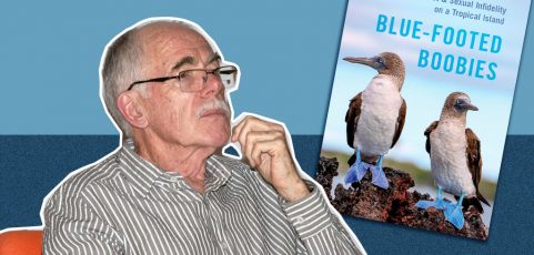 Infidelidad sexual, conflicto entre hermanos y otras peculiaridades de los bobos de patas azules