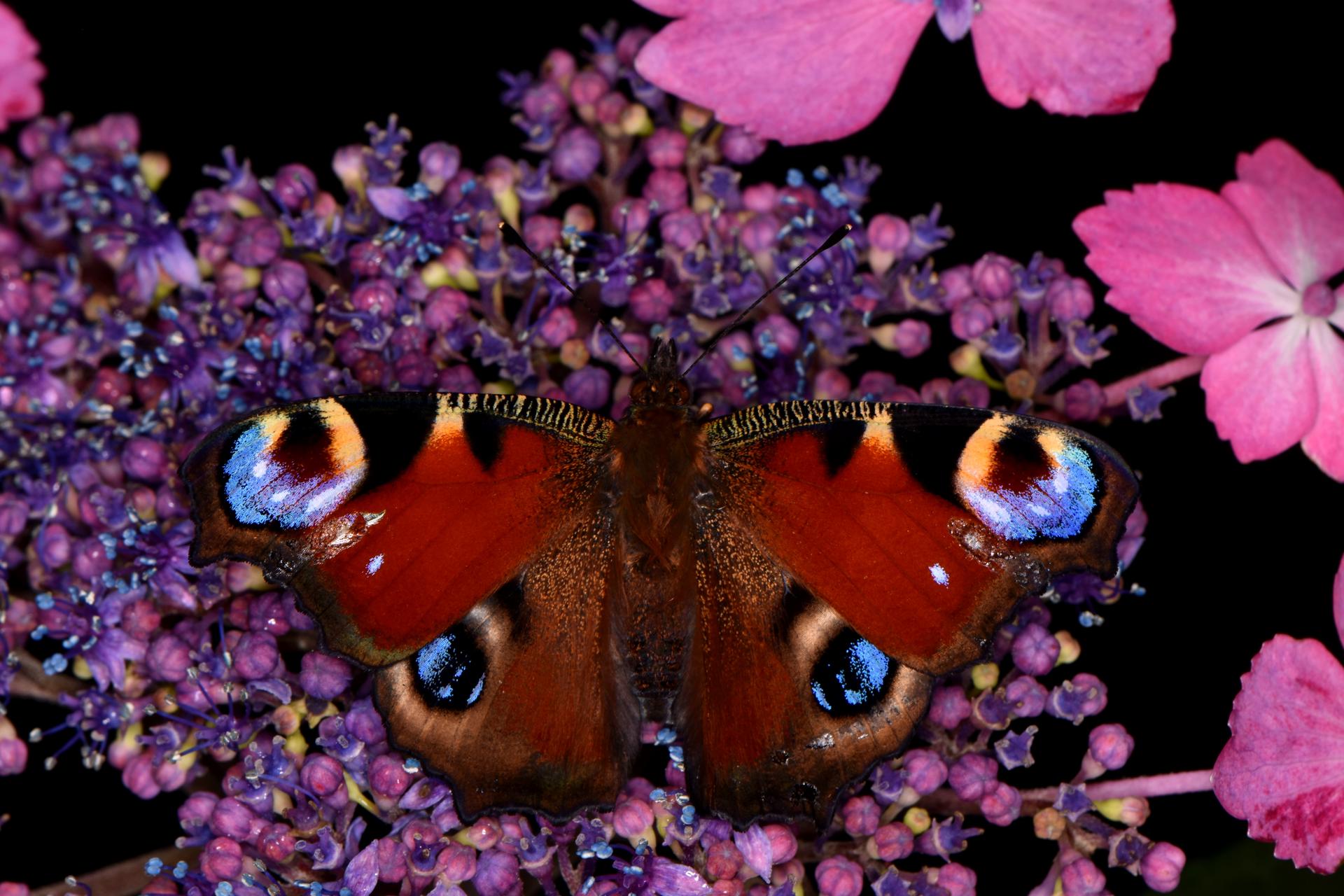 Mariposas y polillas atraen el polen sin contacto gracias a la electricidad estática