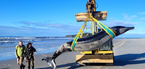 Hallan el cadáver de la que podría ser la ballena más rara del mundo en Nueva Zelanda