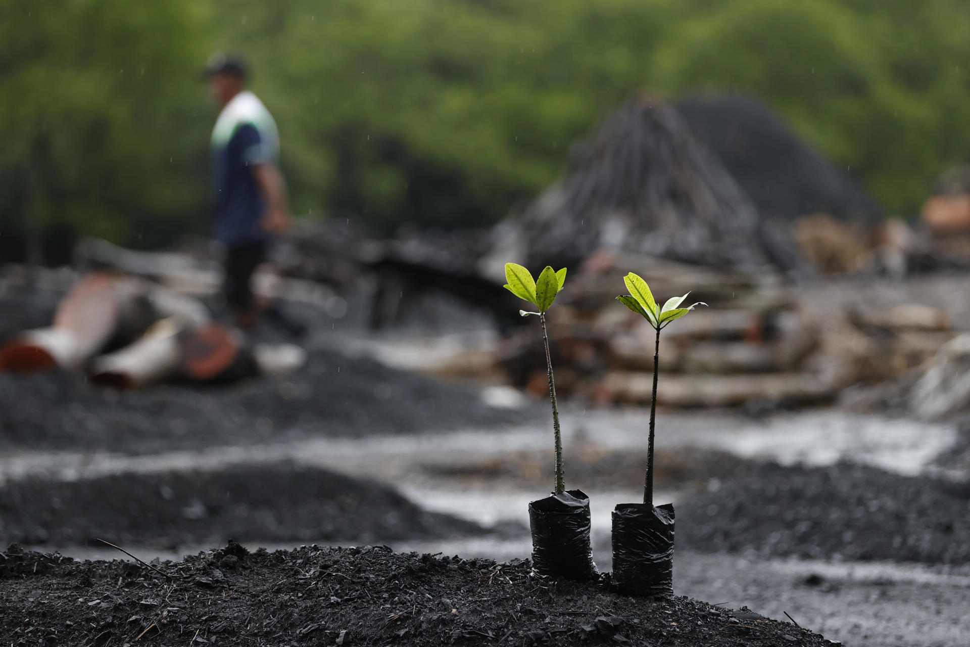 Manglares, el desafío de Panamá en conservarlos y aprovechar sus servicios ambientales