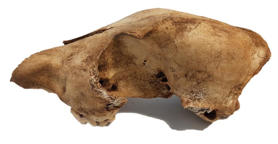 El dingo mantiene sus rasgos genéticos desde su llegada a Australia hace más de 3.000 años