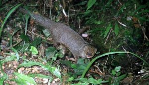 especies-invasoras-1-996×567 (1)