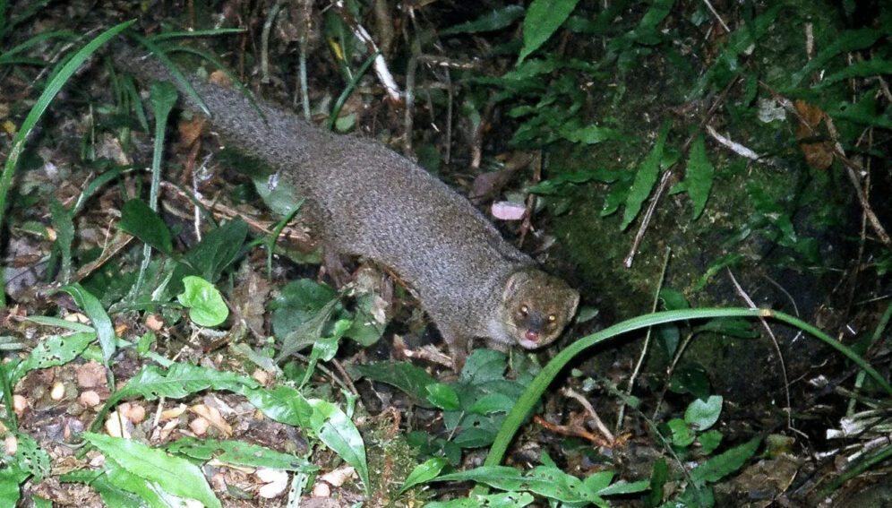 Especies invasoras ponen en peligro biodiversidad del Caribe