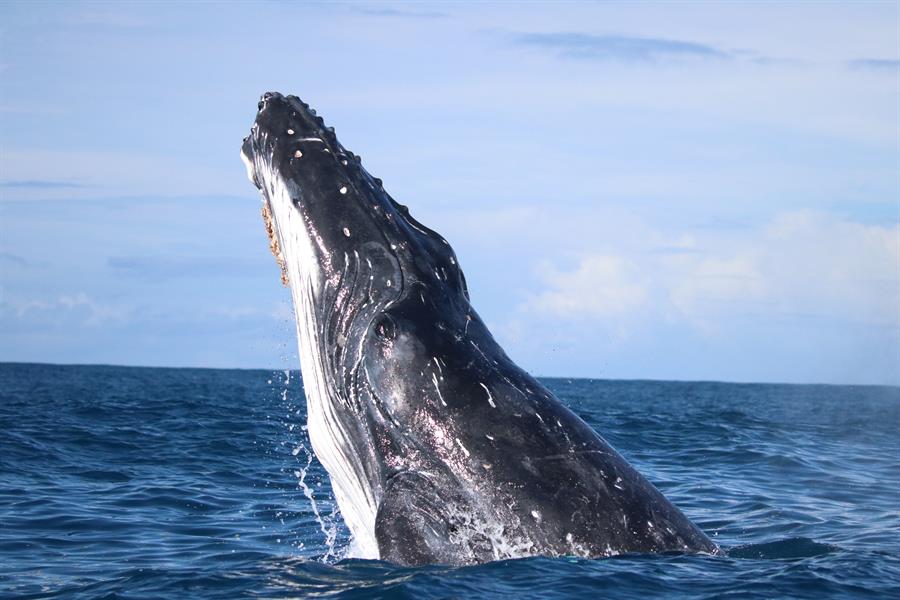 Las ballenas fueron más felices durante la pandemia de la covid