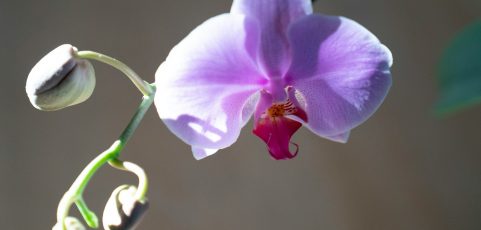 Un colombiano clona orquídeas al borde de la extinción