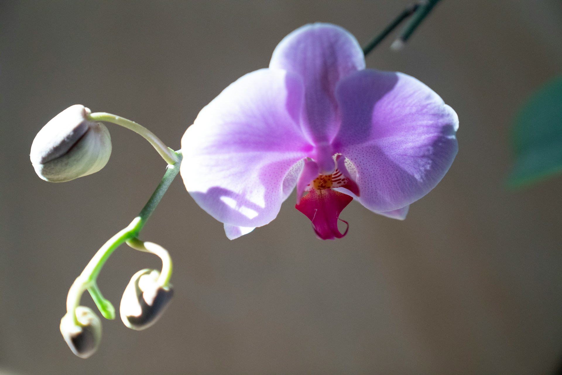 Un colombiano clona orquídeas al borde de la extinción