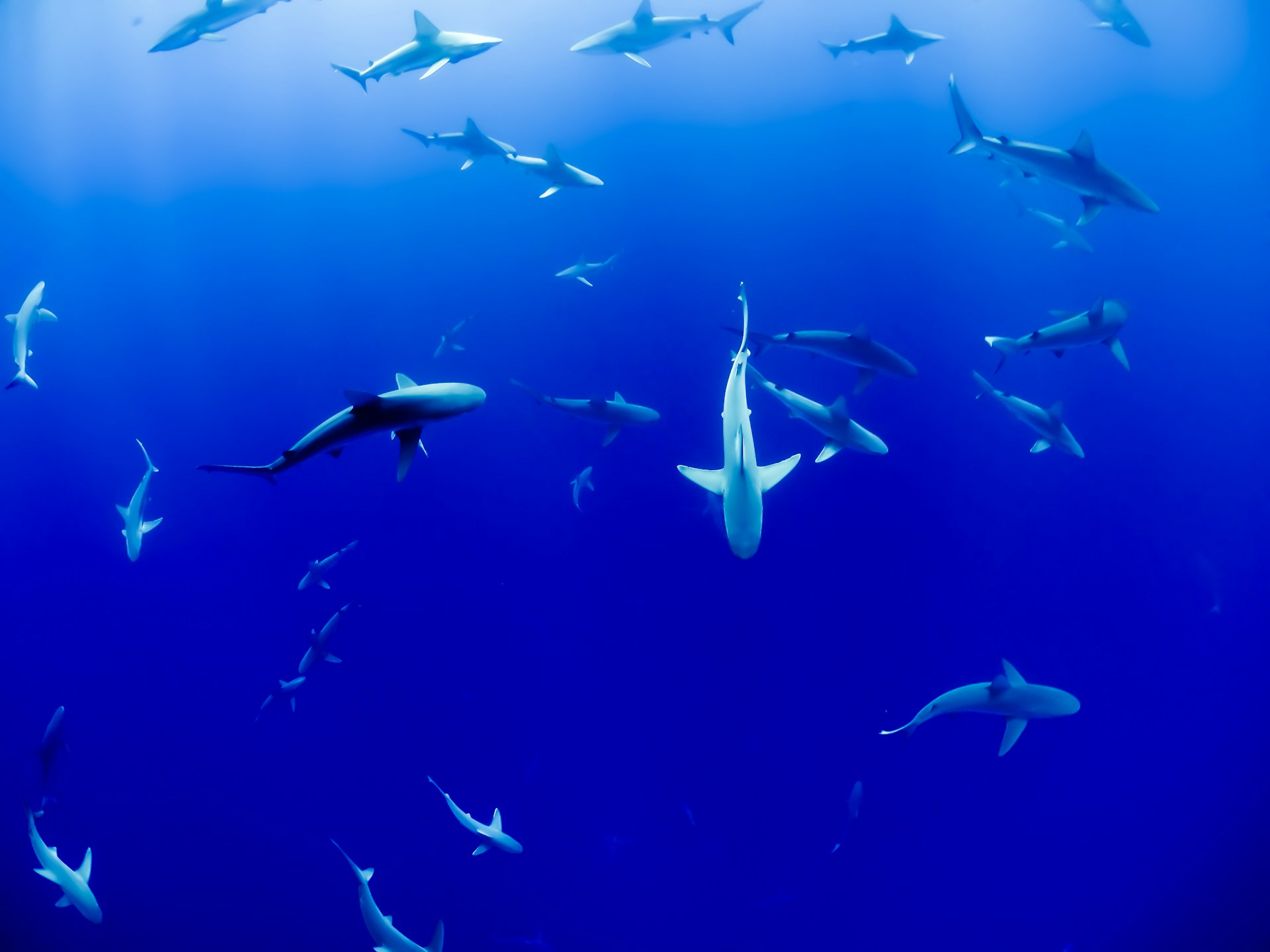 Hembras de una variedad de tiburones tienen crías solas en Italia