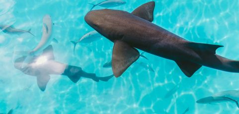 Hallan tiburones intoxicados con cocaína en Brasil