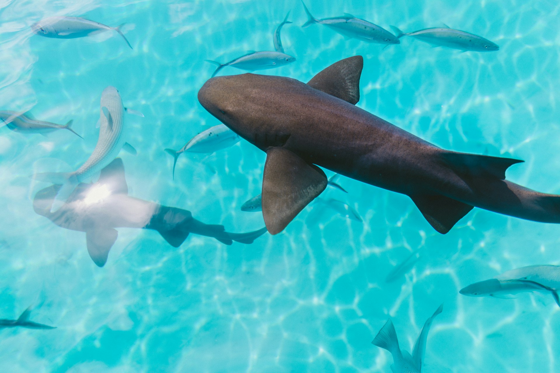 Hallan tiburones intoxicados con cocaína en Brasil