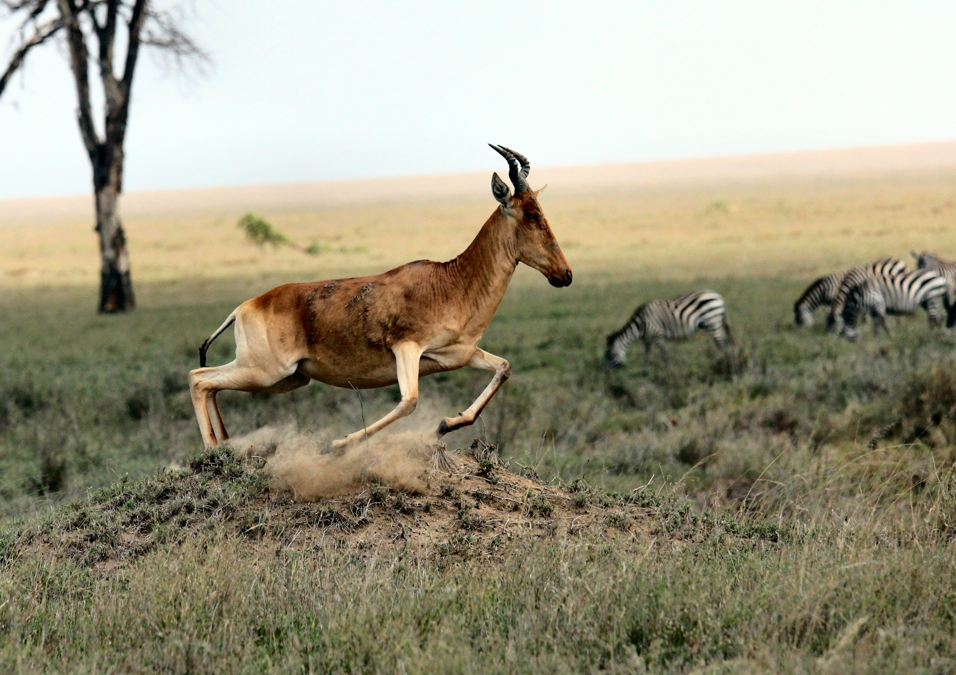 El virus causante de la covid-19 se ha extendido a la fauna silvestre