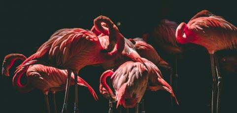 Voluntarios de Argelia salvan a unos 300 flamencos en riesgo por la sequía