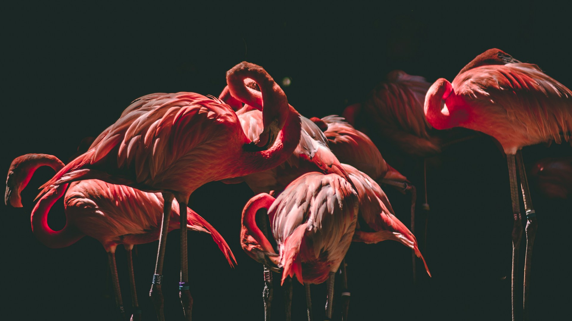 Voluntarios de Argelia salvan a unos 300 flamencos en riesgo por la sequía