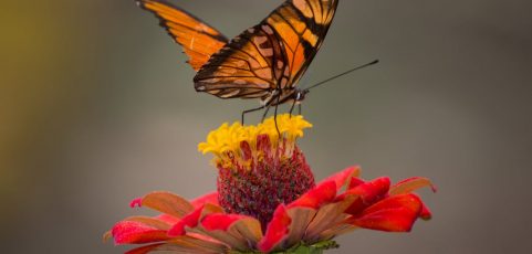 La sequía provoca una disminución del 30 % en las mariposas en las zonas urbanas