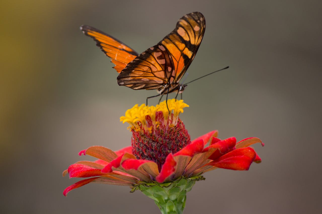 La sequía provoca una disminución del 30 % en las mariposas en las zonas urbanas