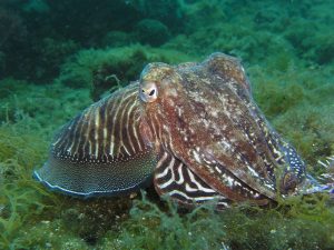 squid-225423_1280