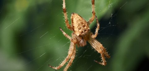 Un fósil de 520 millones de años ilustra cómo evolucionaron insectos y cangrejos