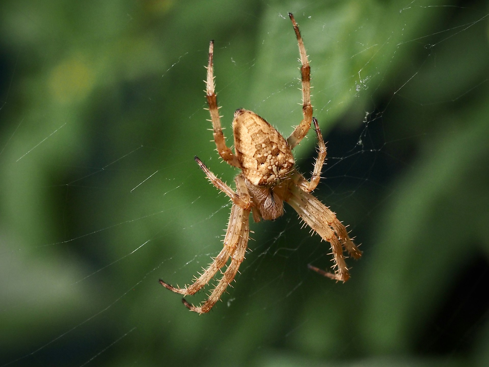 Un fósil de 520 millones de años ilustra cómo evolucionaron insectos y cangrejos