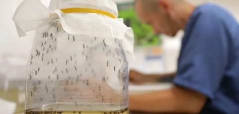 En Colombia combaten el dengue con mosquitos portadores de wolbachia