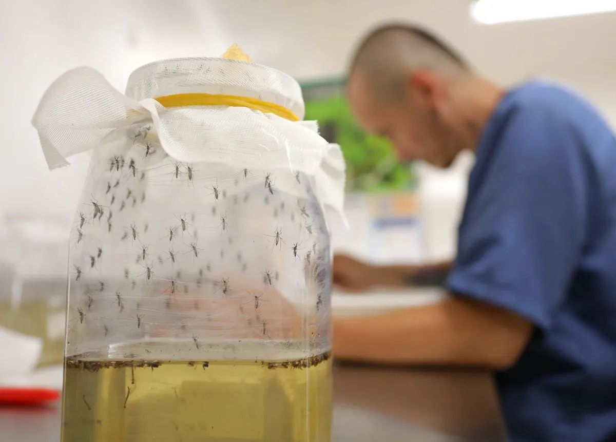 En Colombia combaten el dengue con mosquitos portadores de wolbachia