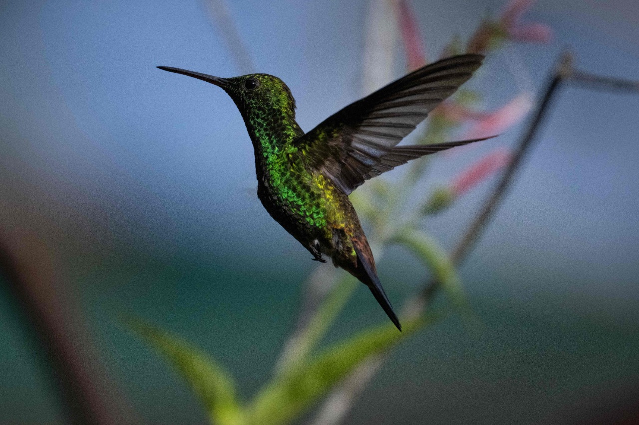 Caracas alberga 27 especies de colibríes: un paraíso urbano para aves